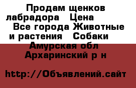 Продам щенков лабрадора › Цена ­ 20 000 - Все города Животные и растения » Собаки   . Амурская обл.,Архаринский р-н